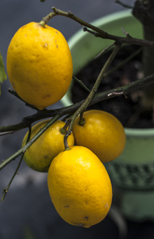 Sanctuary Point Garden centre