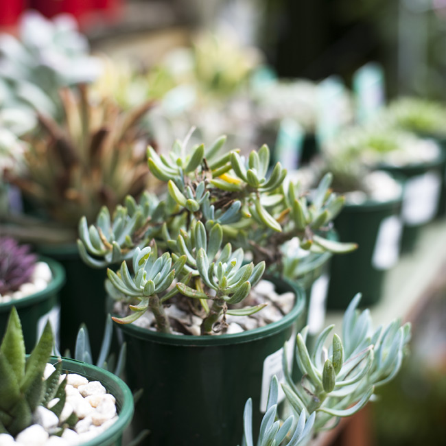 australian_native_plants_no