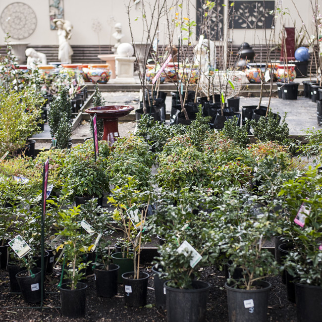 hedging_and_screening_plant