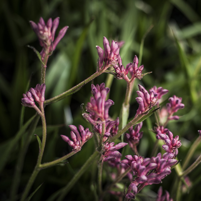 natives_south_coast_nsw