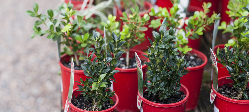 premium_quality_plants