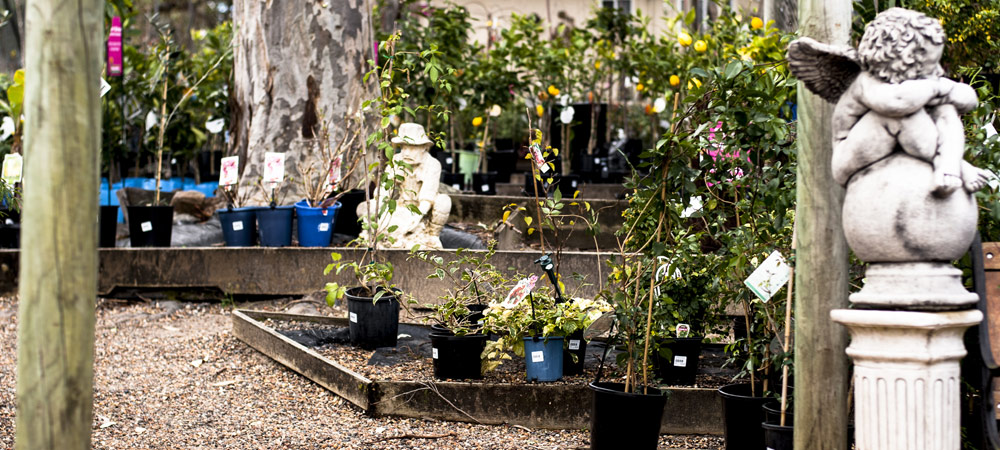 sanctuary_point_garden_cent