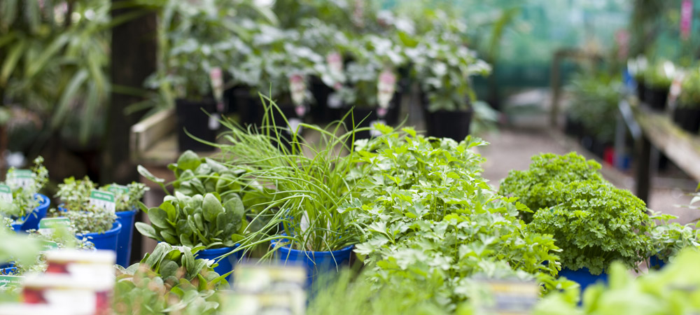 seedlings_and_herbs