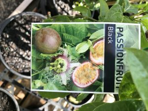Passionfruit Vines