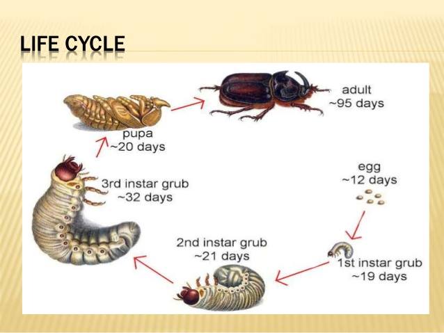 How to Cook and EAT Giant Grubs : 6 Steps (with Pictures) - Instructables