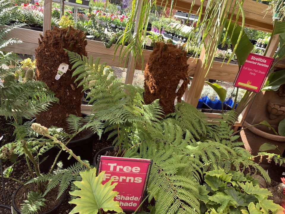 tree-ferns-sanctuary-point-garden-centre